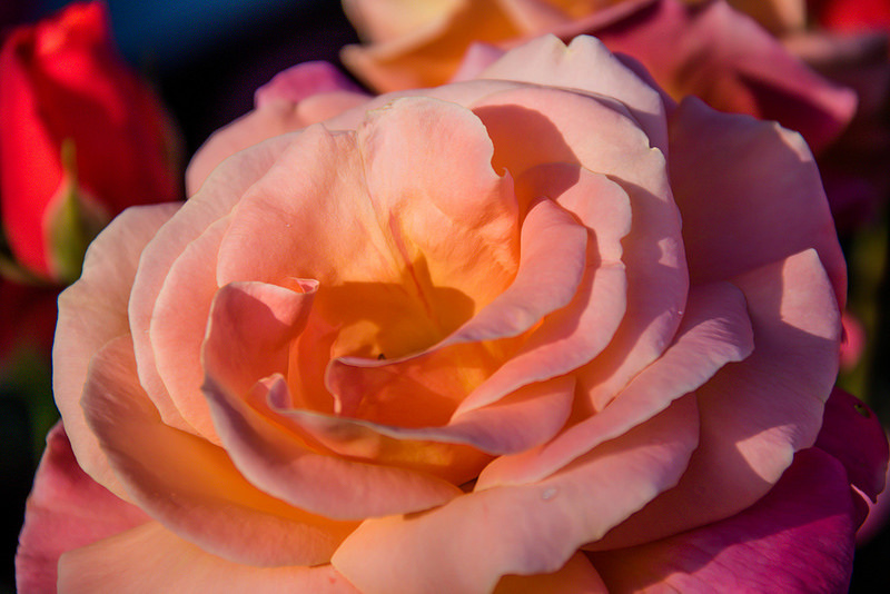 Rožu masāža. Masāža ar rozes ēterisko eļļu